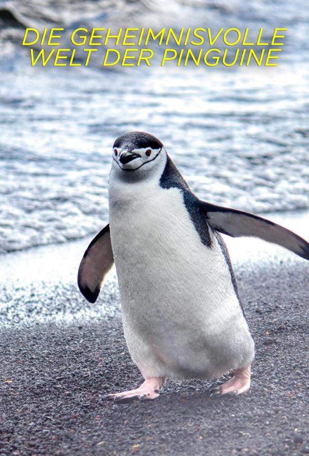 Секреты пингвинов